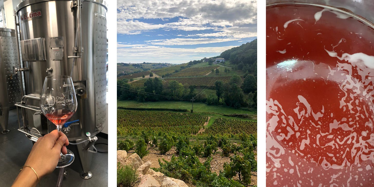 Vendanges 2023 prometteuse au Chai Saint Olive