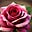 Resonant Rose's avatar