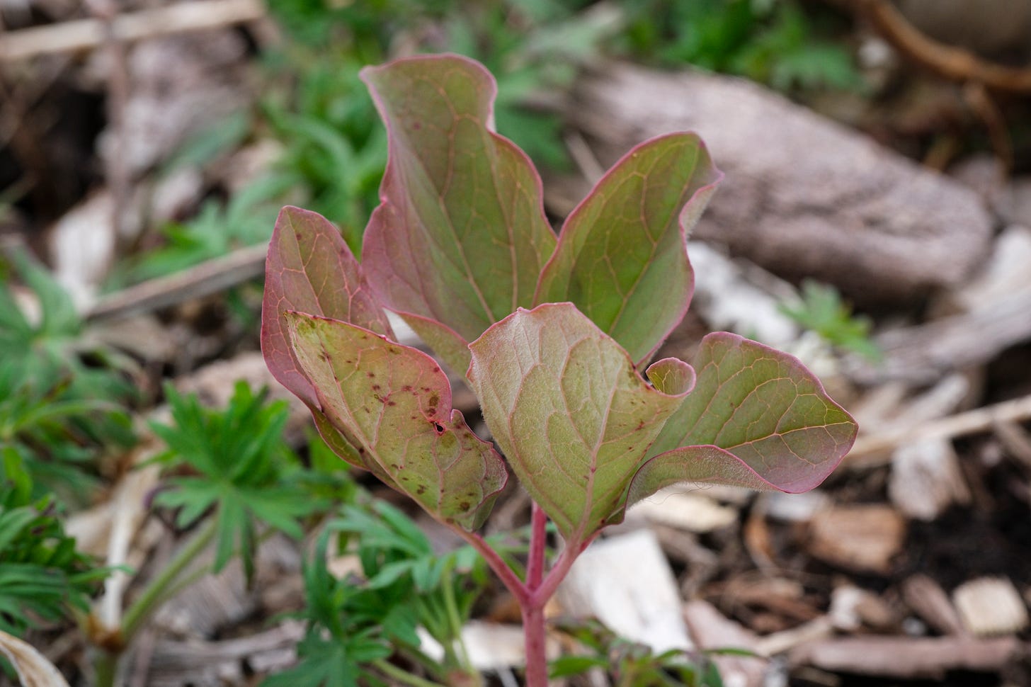 peony obavata seedling