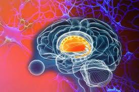 Brain pathways that control dopamine ...