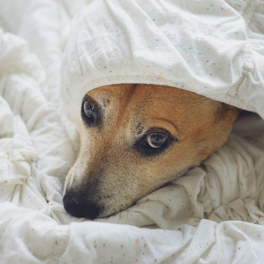 dog covered with white textile dog covered with white textile