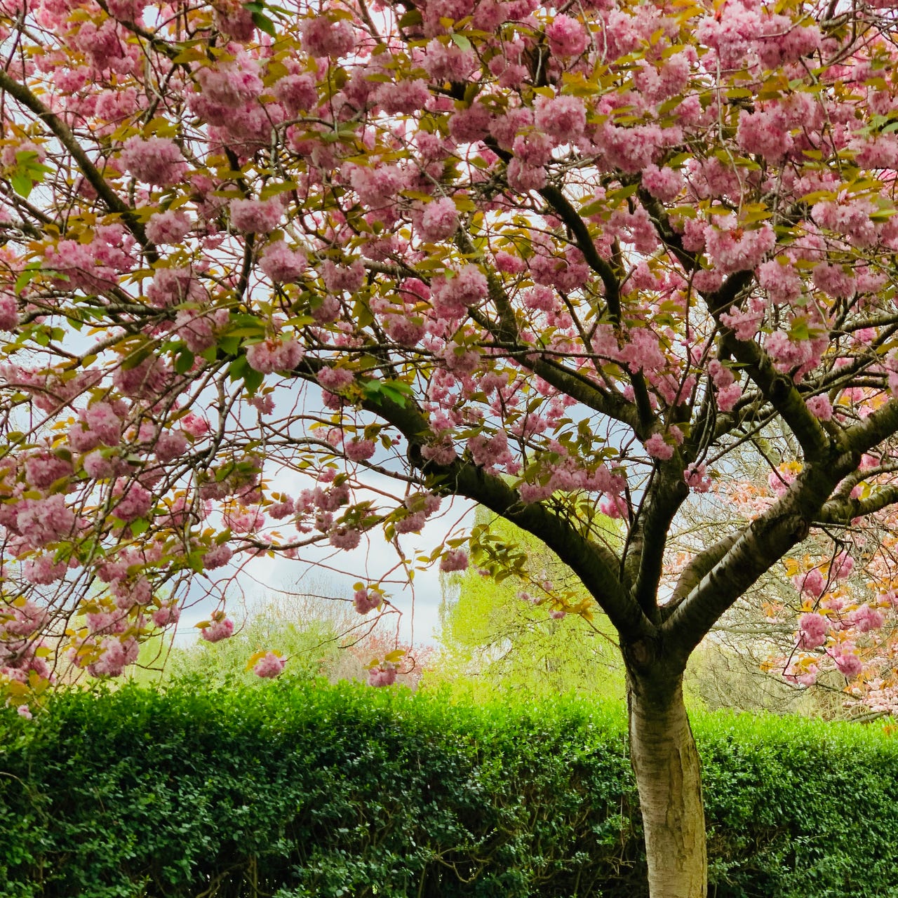 Musings and Reflections 