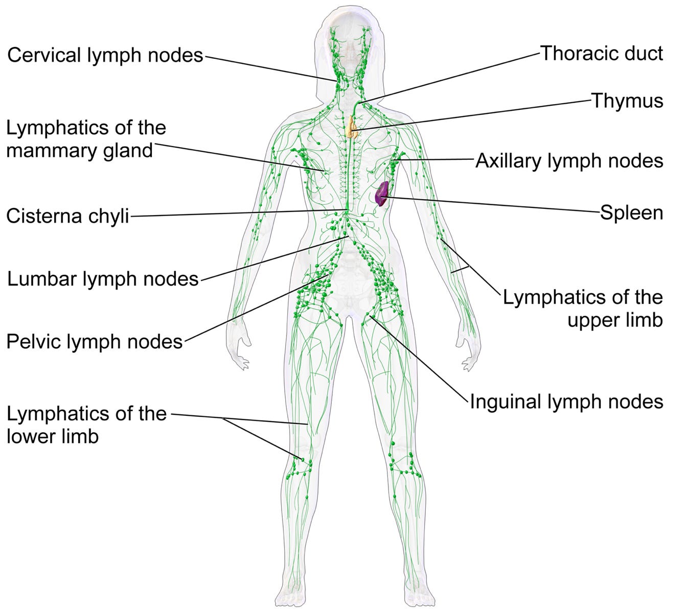 20.3: Lymphatic System - Biology LibreTexts