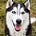 Siberian Derpskies's avatar