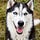 Siberian’s Substack