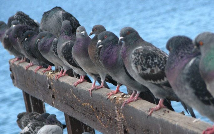 Just like pigeons, people tend to flock | University of California