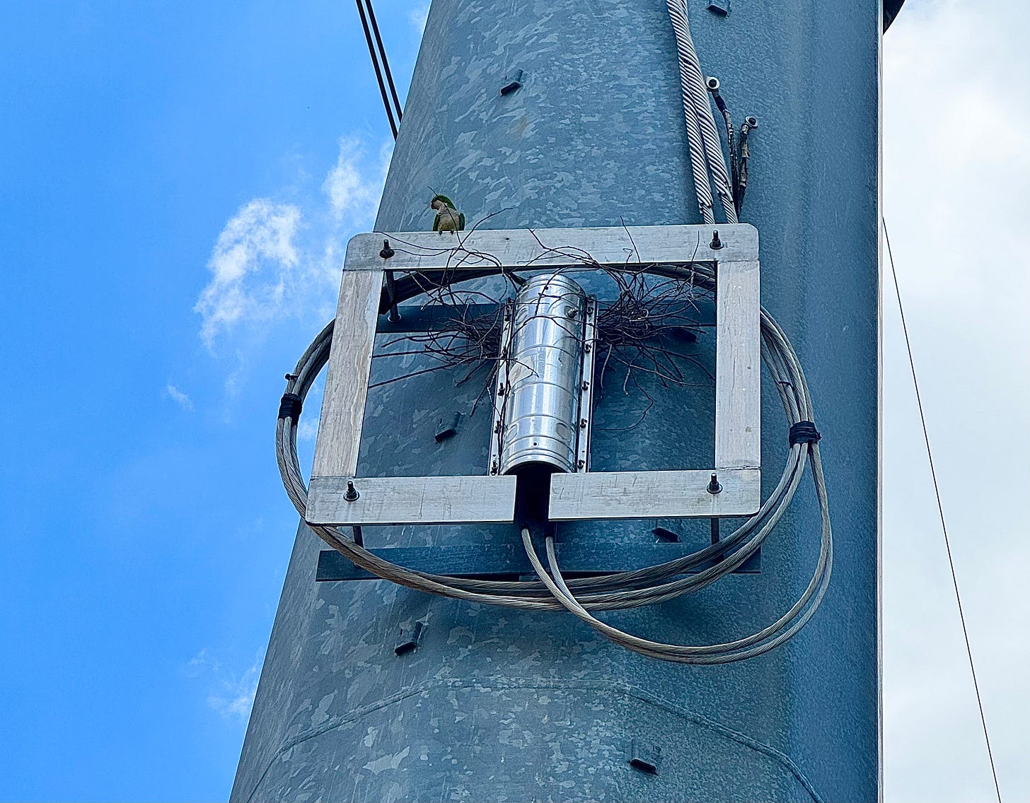 Parakeet guarding power pole nesting site
