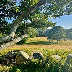 To the Meadow