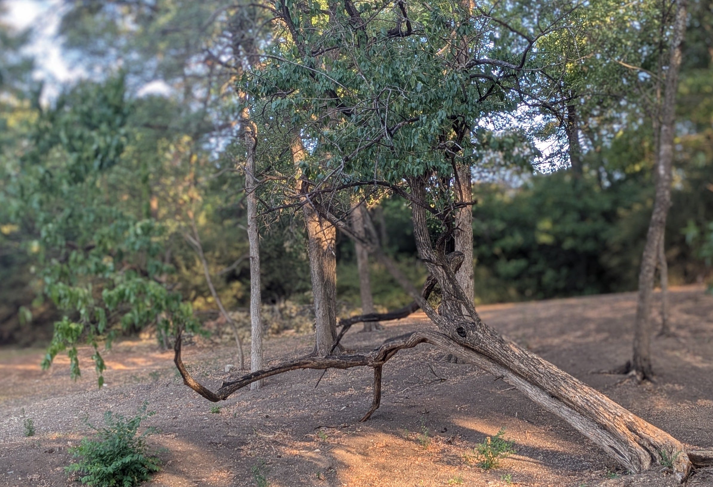 Rooted