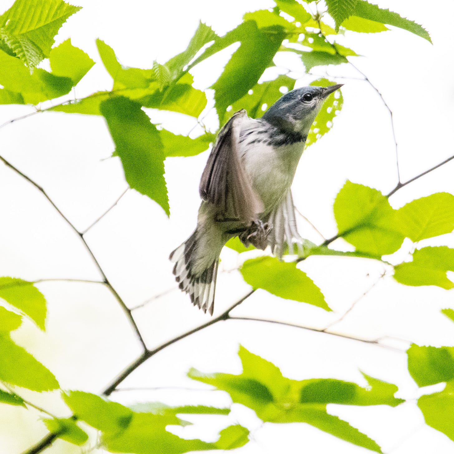 A cerulean warbler flying upward and to the right, third of 4 images in sequence