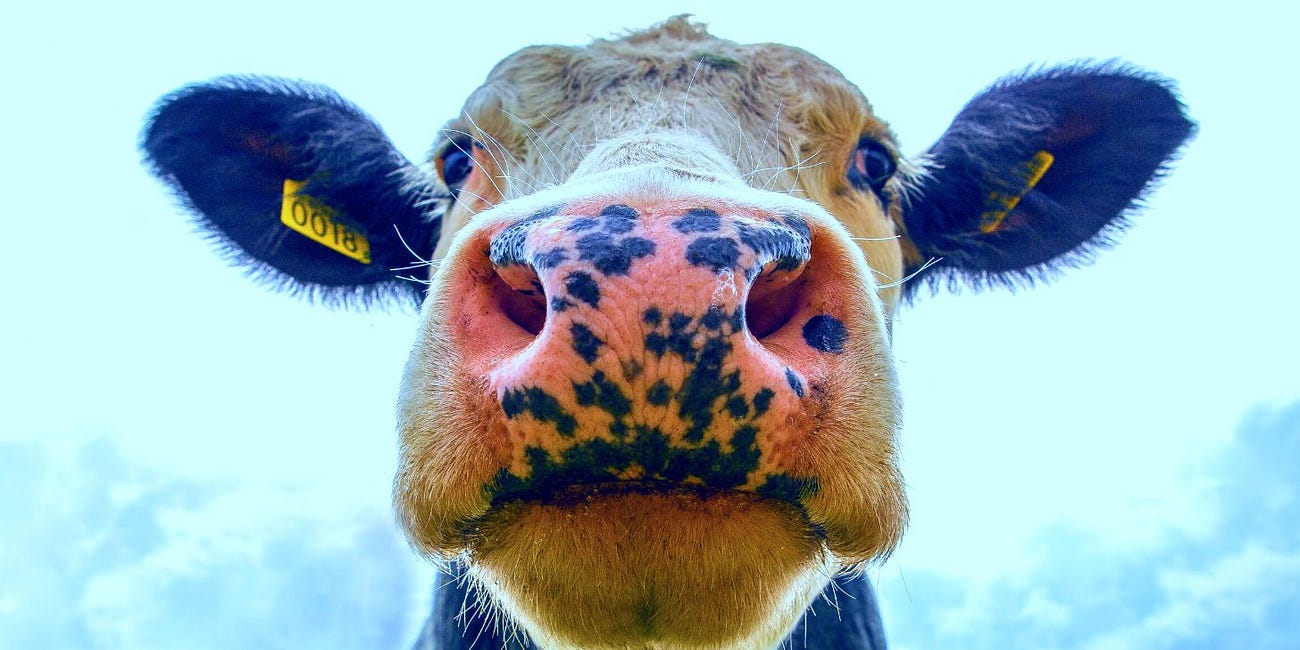 As Media Hypes Bird Flu-Infected Cows, Bird Flu Vaccine Discovered to Contain Neurotoxin Mercury, Dog DNA, Cancer-Causing Chemicals: FDA Package Insert