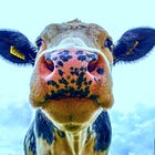 As Media Hypes Bird Flu-Infected Cows, Bird Flu Vaccine Discovered to Contain Neurotoxin Mercury, Dog DNA, Cancer-Causing Chemicals: FDA Package Insert