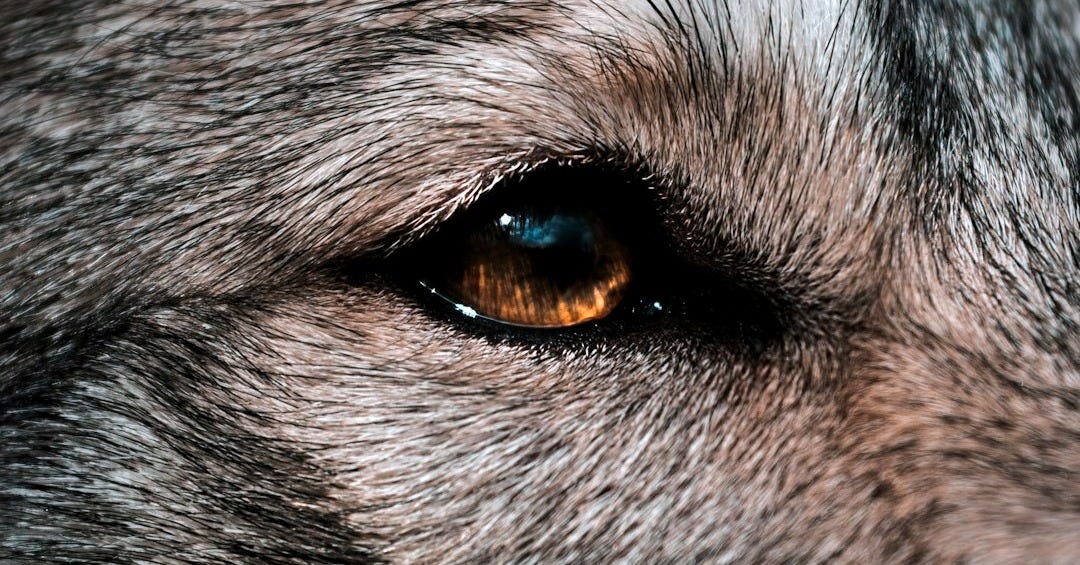 close up of a wolf's amber-colored eye
