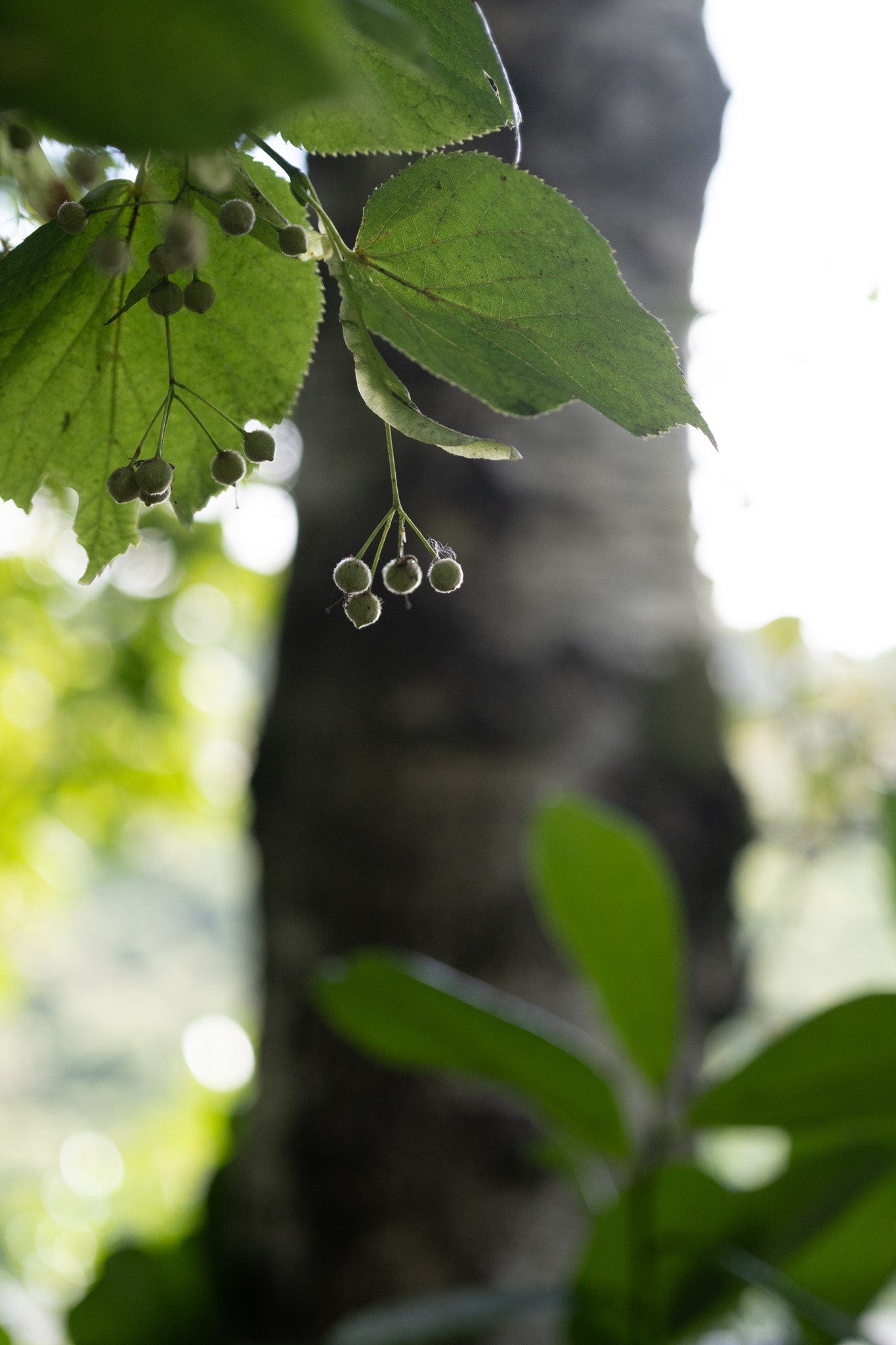 lime tree seeds photo by Hannah Nunn