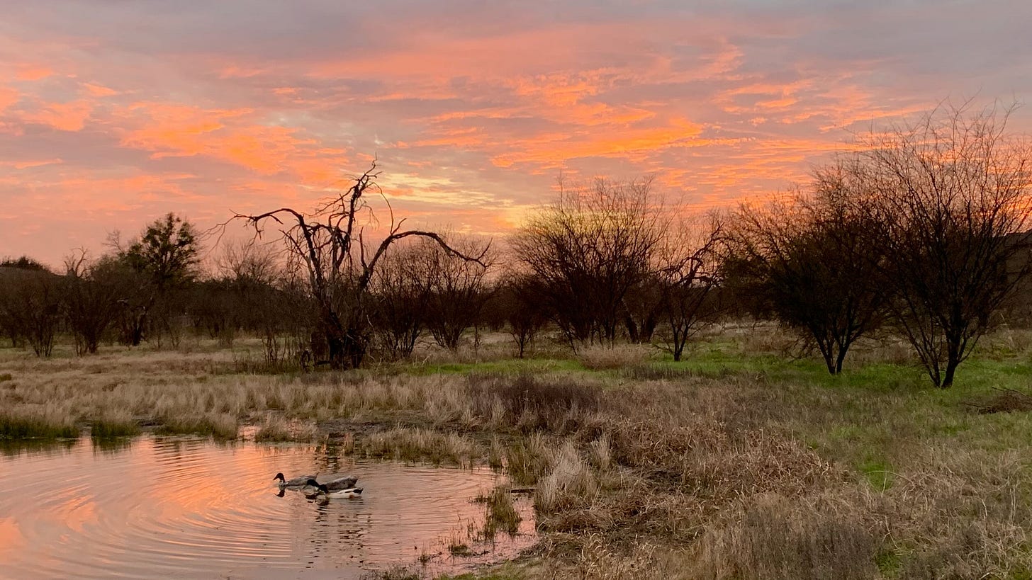 Image of ducks in a pond at sunset.
