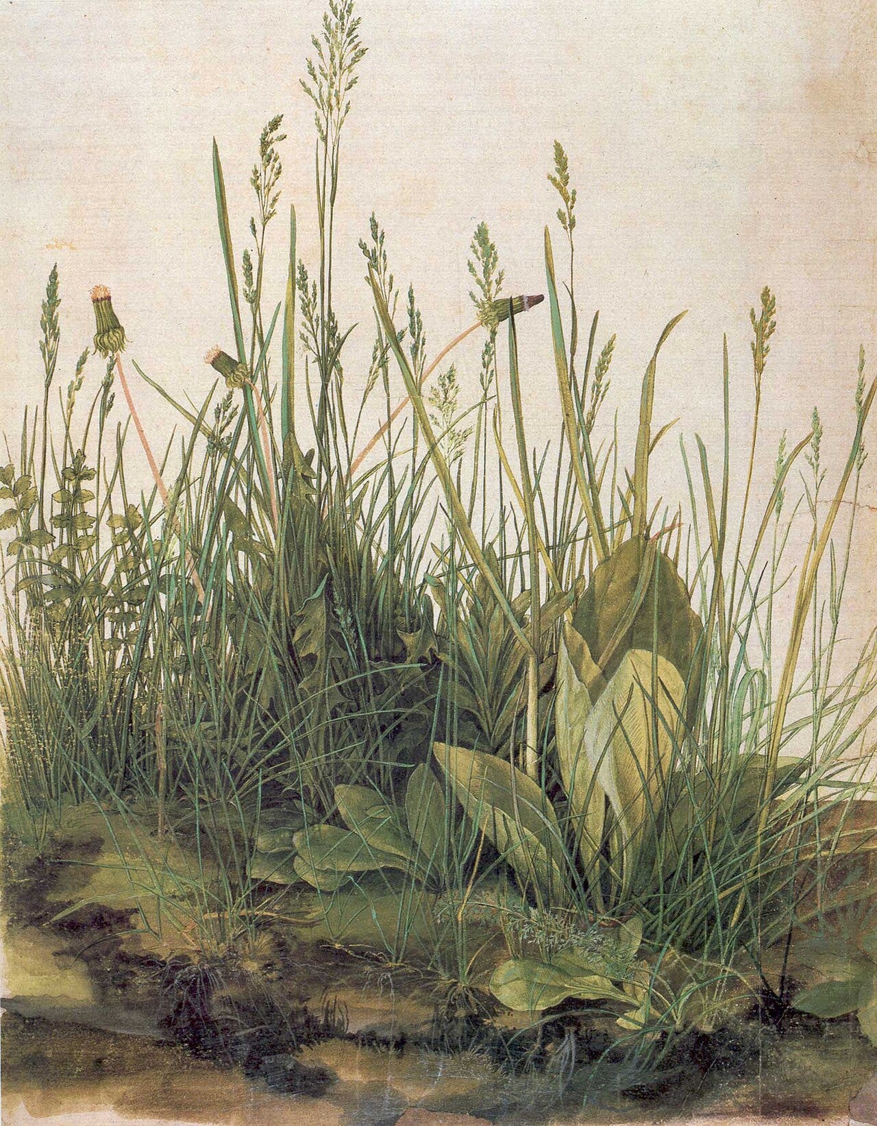 Durer Great Piece of Turf watercolor and gouache