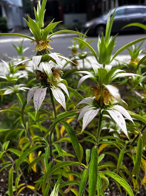 Flowering plants, including a painted lady caterpillar.