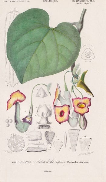 Show 267: Akebia quinata, Ampelopsis and Aristolochia