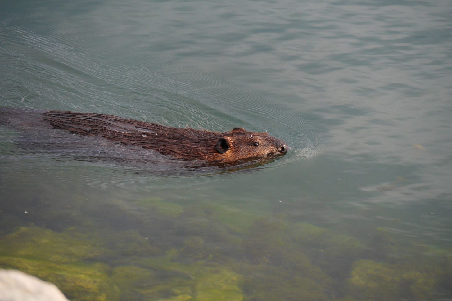 A beaver swims past, their nose, eyes and ears poking out of the water.