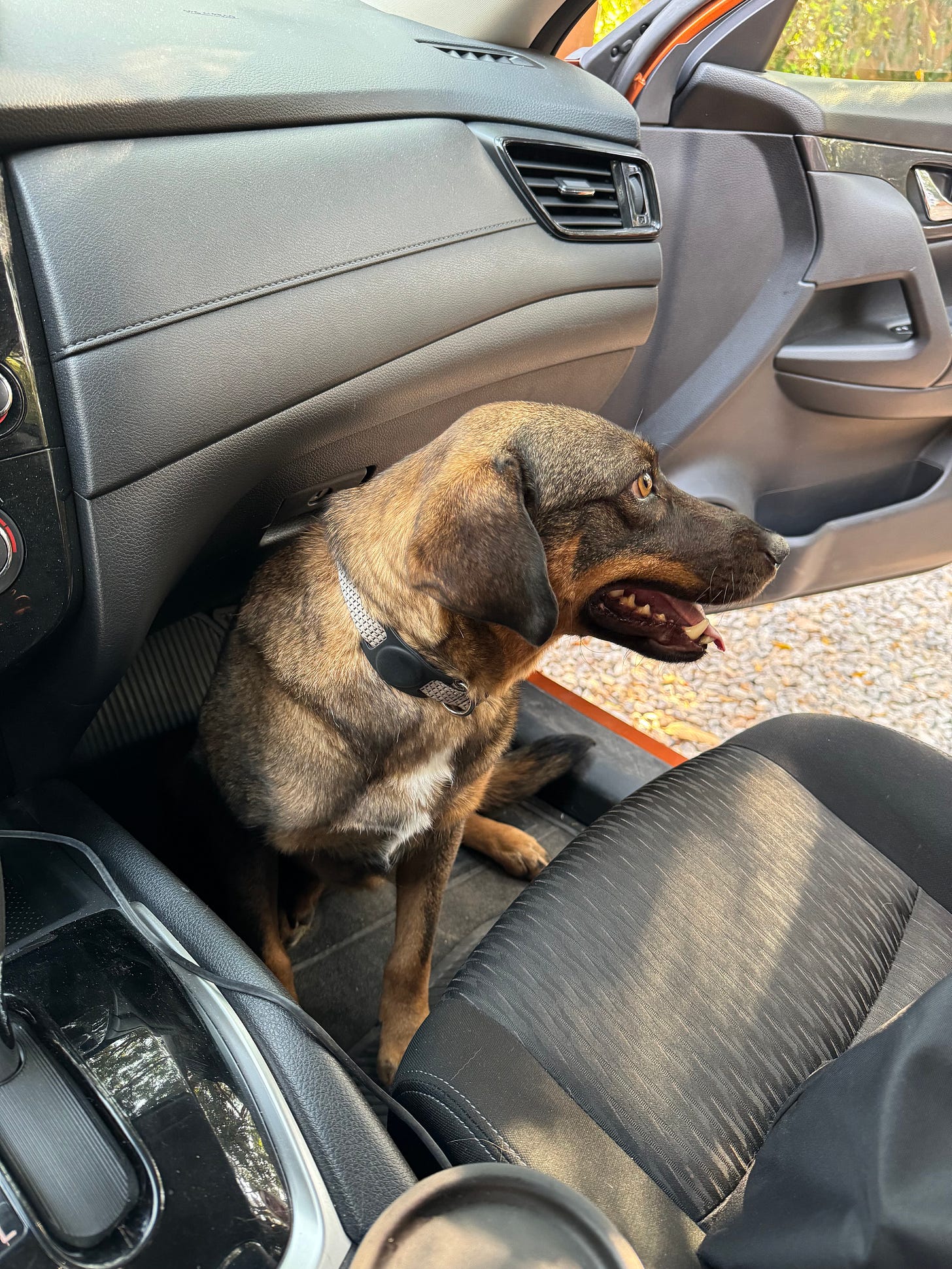 Tigre, sitting on the floor of the passenger side of the front of the car.