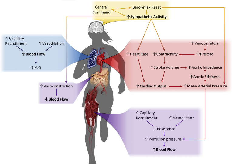 human heart pumping blood with improved circulation after cardio exercise