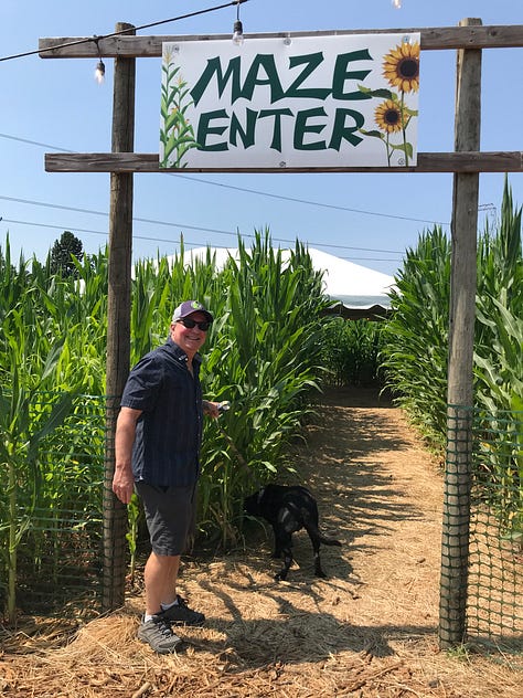 Sunflower farm, sunflowers, maze, windows, doors, and bikes