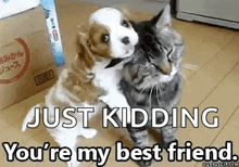 a puppy and a cat are hugging each other on the floor .
