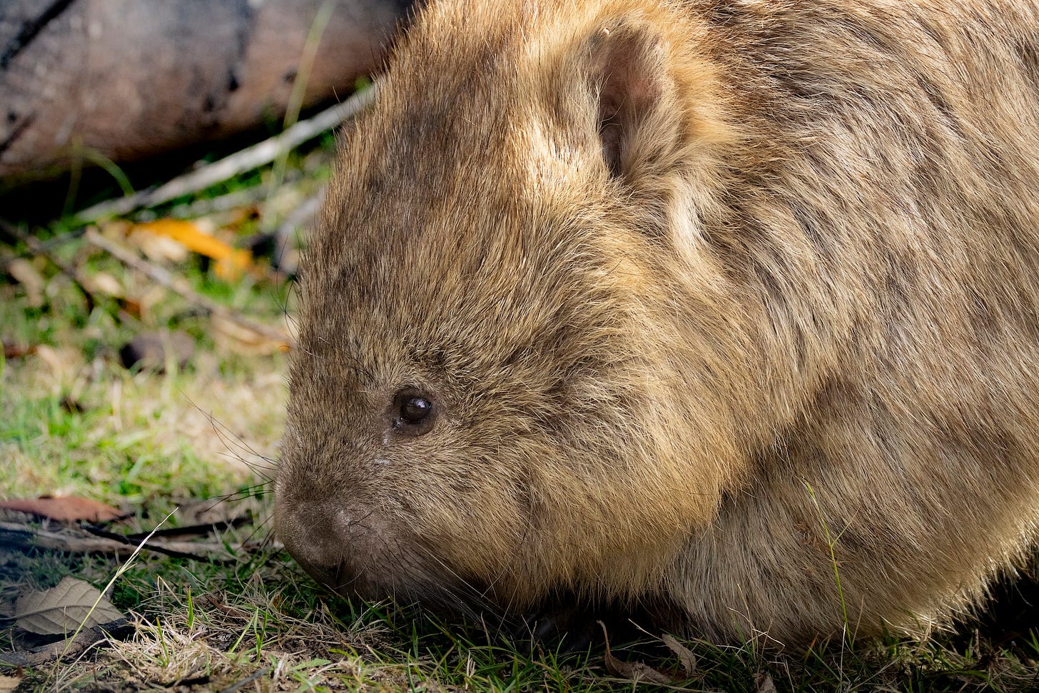 Wombat Stack Tasmania Misfit Mammals Part 2: Wombats, Cube-pooping Bulldozers
