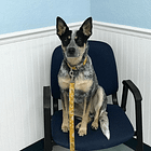 How we handle vet visits with our timid dog