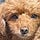 財務捜査犬カノンの事件簿
