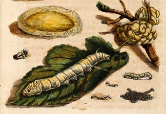 Silkworm with egg