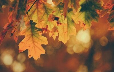 Close-up of leaves on a tree
AI-generated content may be incorrect. Close-up of leaves on a tree
AI-generated content may be incorrect.