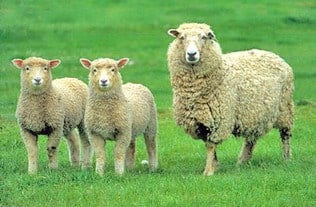 Coopworth Sheep Breed Information, History & Facts - RaisingSheep.net