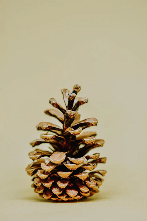 Sunflower, Pine cone, Pineapple