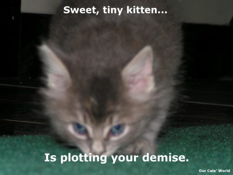 Kali_Kitten_Evil Kali_Kitten_Evil
