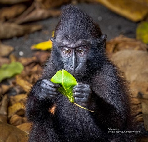 Comedy Wildlife Photography Awards 2023