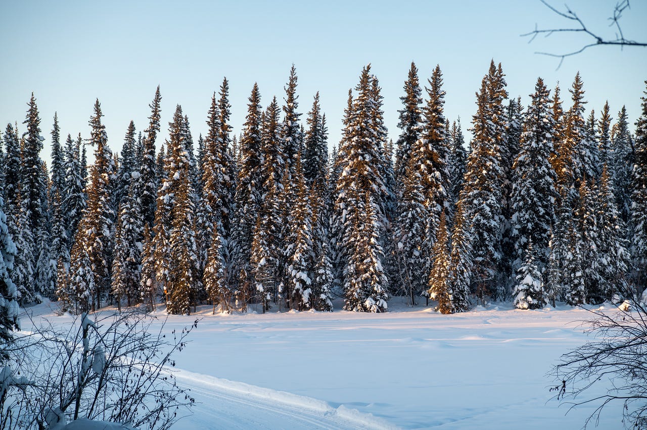 A frozen lake or pond in the foreground reflects soft blue twilight while warm golden late-afternoon sunlight illuminates the upper branches of tall snow-covered white spruce trees on the far shore. Bare shrub branches frame the lower left corner. Fairbanks, Alaska.