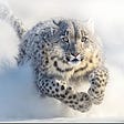 Vigilant Amalek Snow Leopard's avatar
