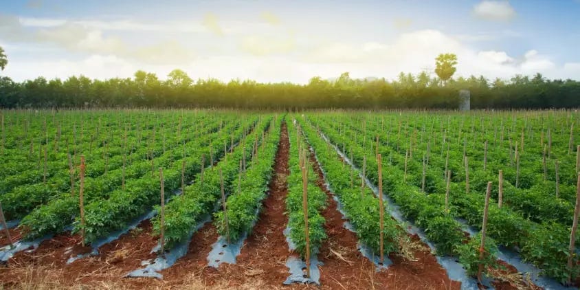 How To Grow Tomatoes: Planting Conditions, Care, & Harvest