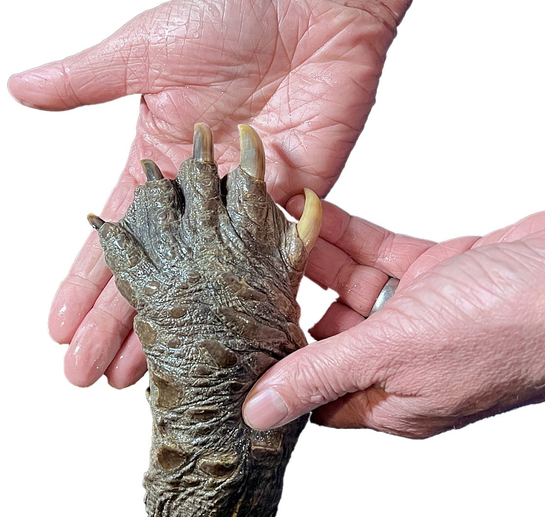 A person holding a reptile's foot

Description automatically generated