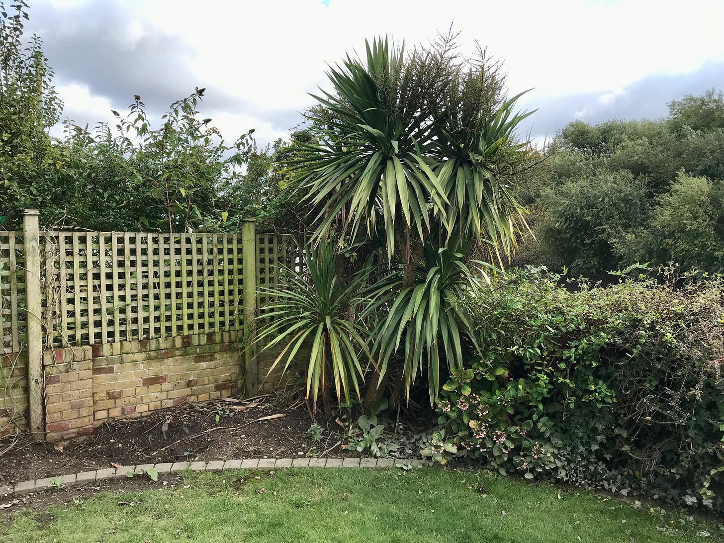 The before  image of a small garden design