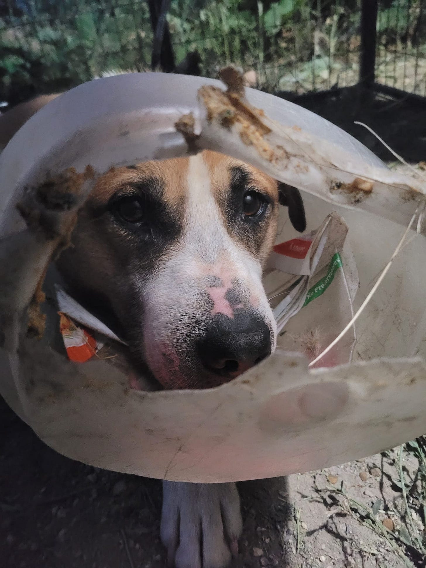 Close up of Rocket-the-dog's face where the bottom of the bucket was chewed away, showing how he was able to eat and drink and survive!