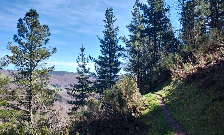 Sendero entre abetos