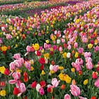 Spring 2026 Bucket List