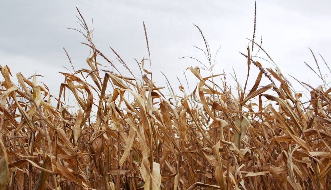 corn field under gray sky corn field under gray sky
