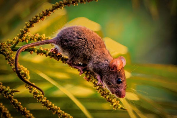 A brown mouse on a branch