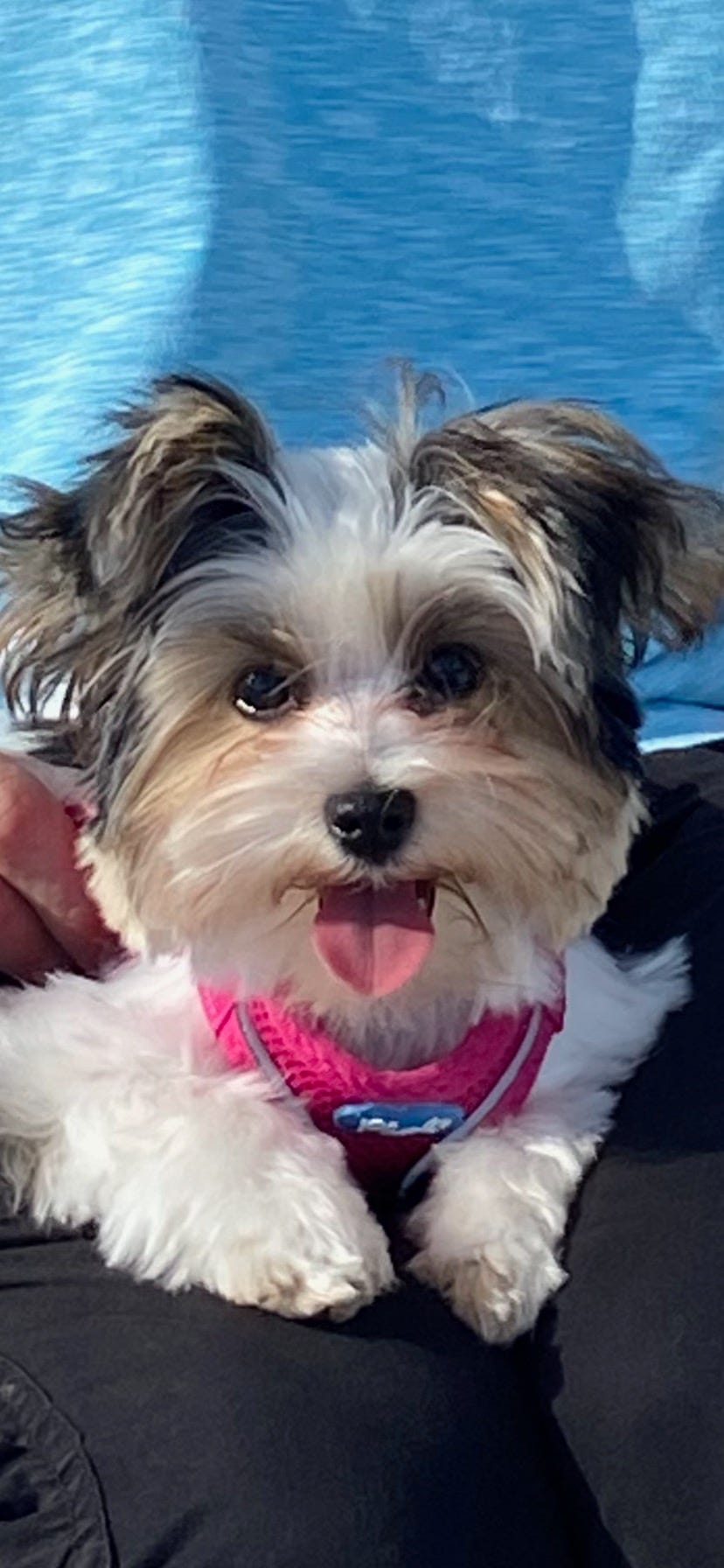 Dog smiling at camera