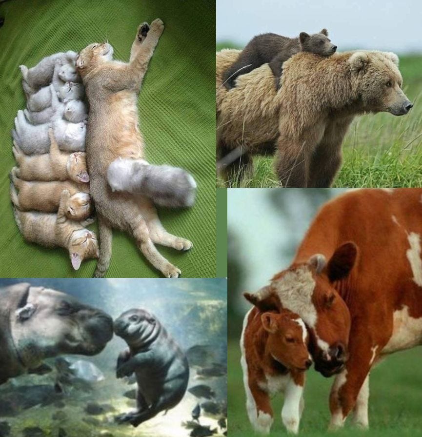 Tierische Muttis <3 hier downloaden