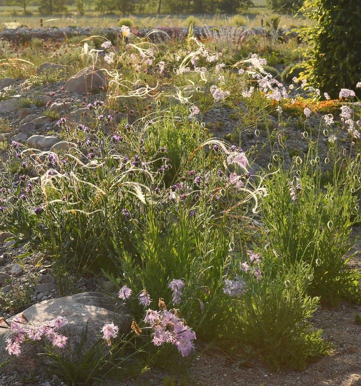 klinta tradsgrad plants