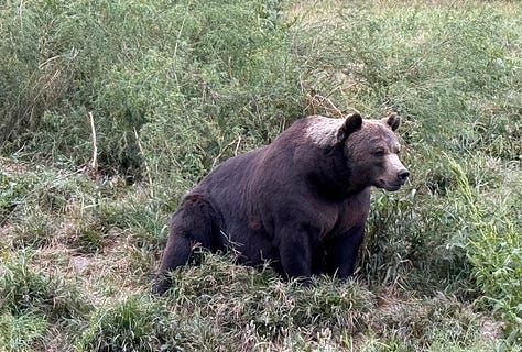 Animals at Six Flags Great Adventure Wild Safari